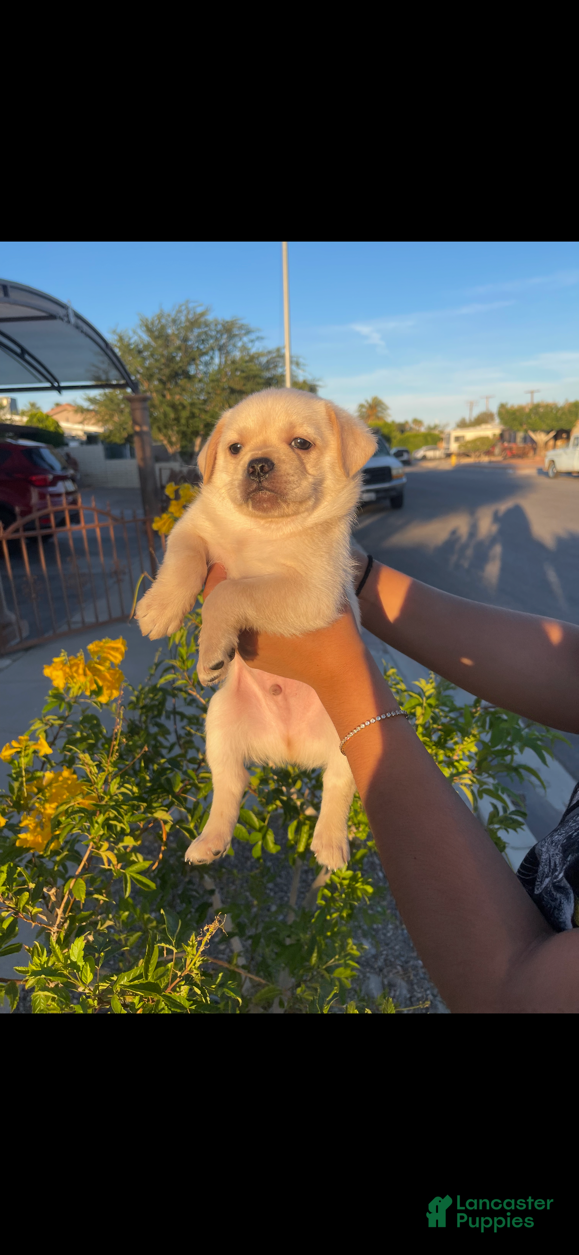 Mixed Breed dogs Arlo - Ad 28