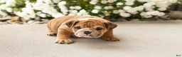 English Bulldog dogs for sale: Bailey  - Ad 2