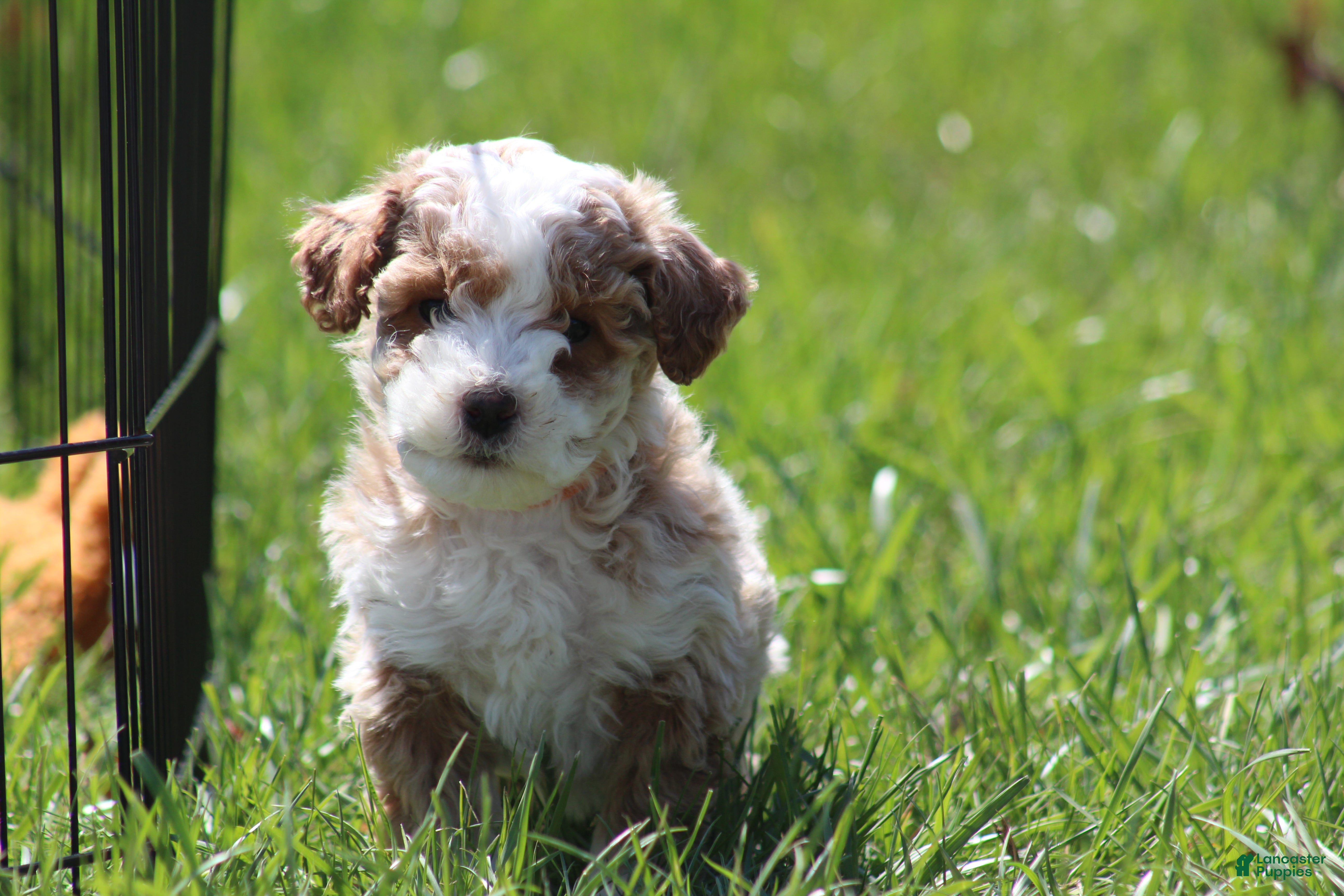 Bichpoo dogs Ryder - Ad 2