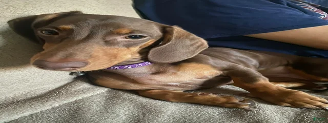 Bonnie