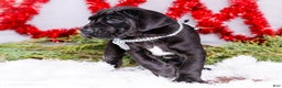 Great Dane dogs for sale: Carol - Ad 3