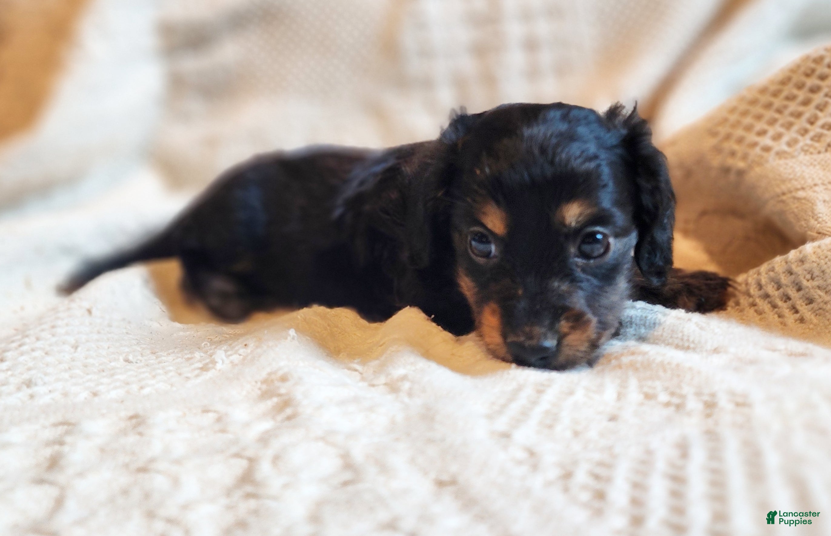 Miniature Dachshund dogs Elsa - Ad 39