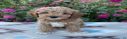 Cockapoo dogs for sale: Riley - Ad 3