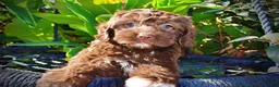 Havapoo dogs for sale: Precious - Ad 26