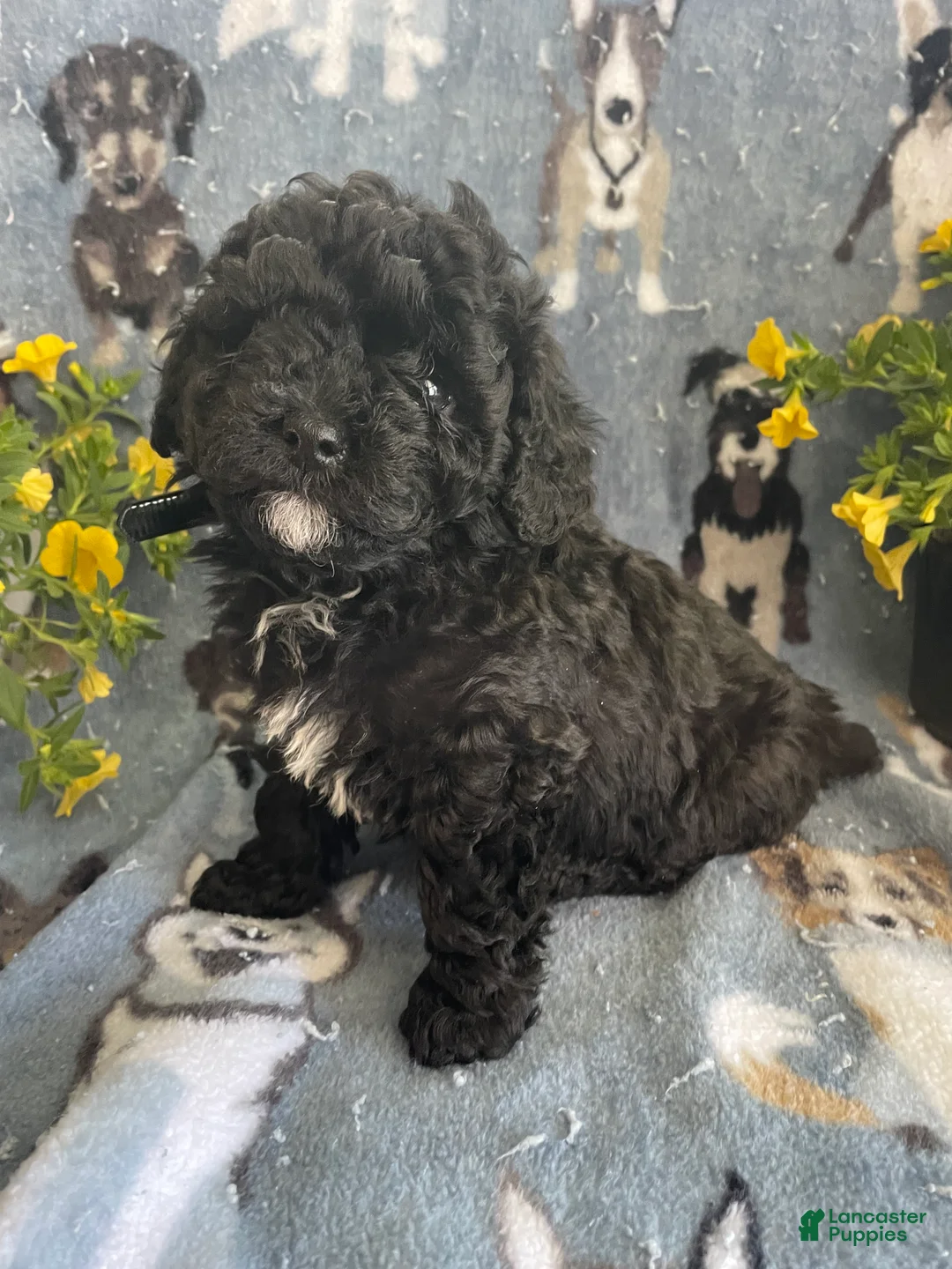 Toy Poodle dogs for sale: Rex - Ad 2