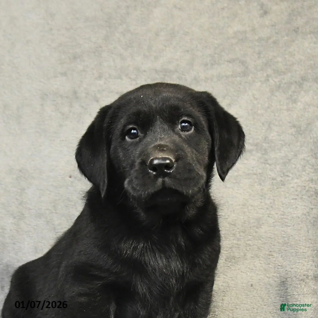 Labrador Retriever dogs for sale: Buddy - Ad 8