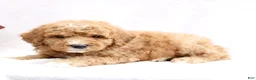 Mini Goldendoodle dogs for sale: Lennix - Ad 3
