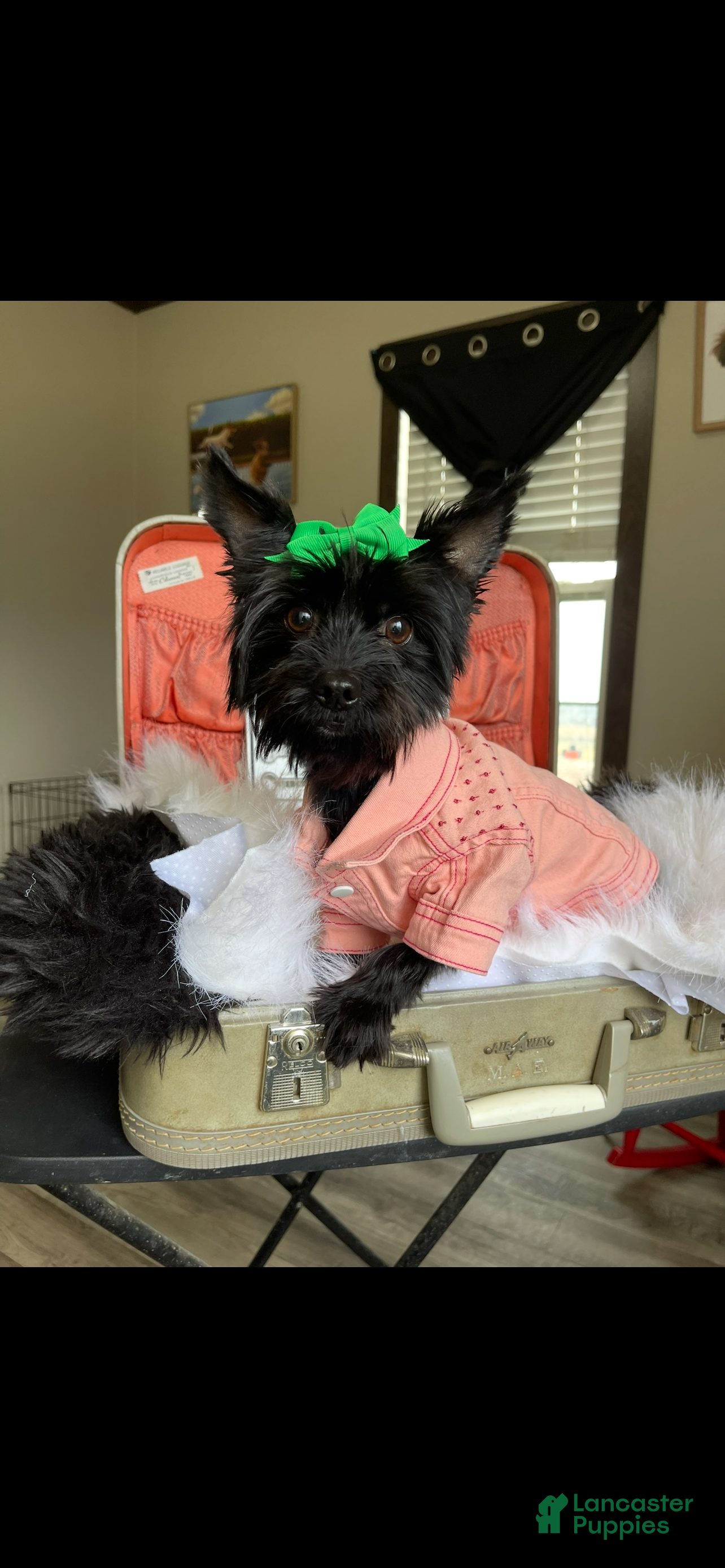 Yorkshire Terrier dogs KB Black 5 pound Mia - Ad 1