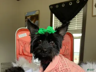 Yorkshire Terrier dogs KB Black 5 pound Mia - Ad 1