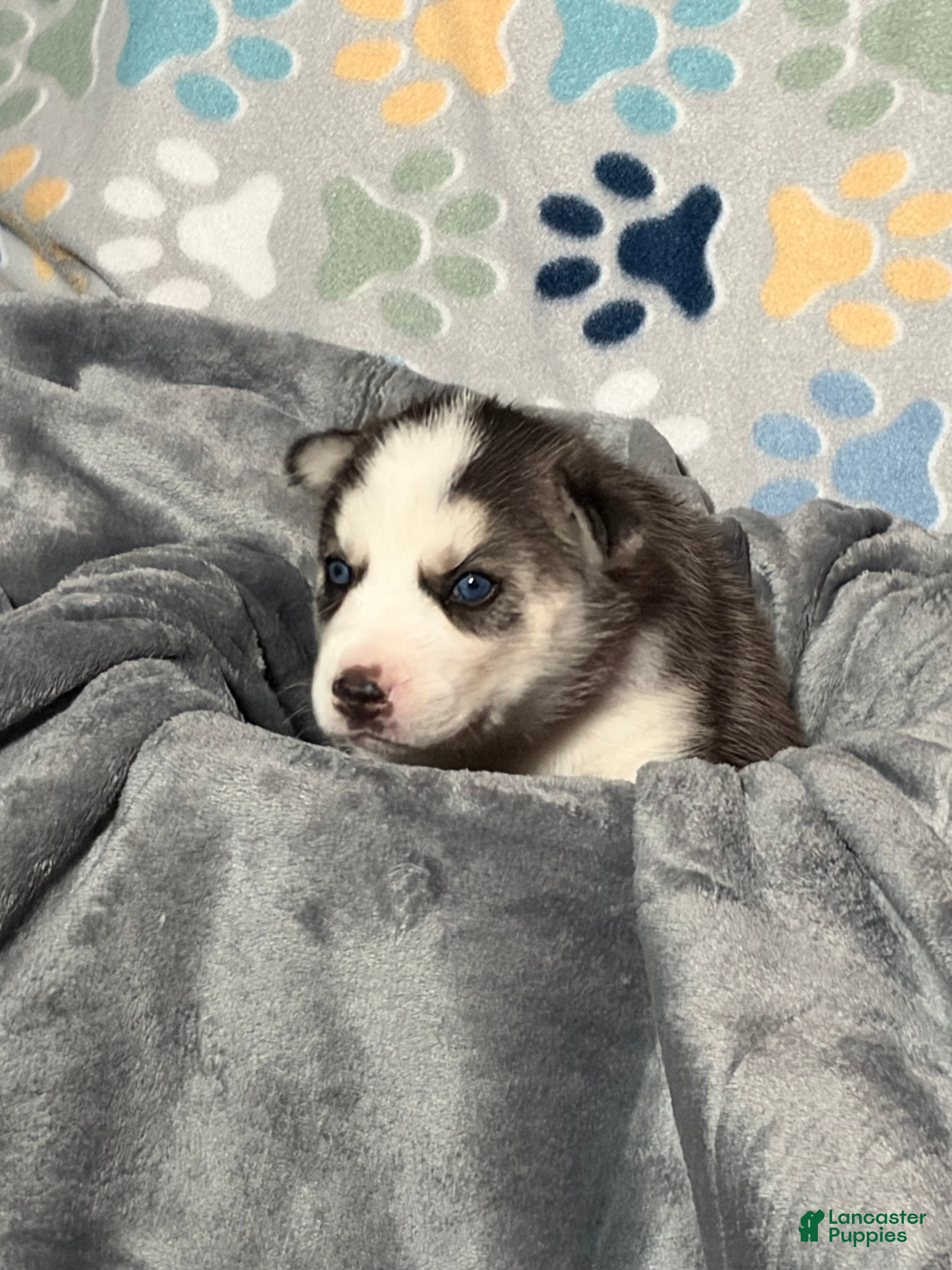 Siberian Husky dogs for sale: Twilight  - Ad 2