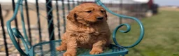 Golden Retriever dogs for sale: Dolly - Ad 2