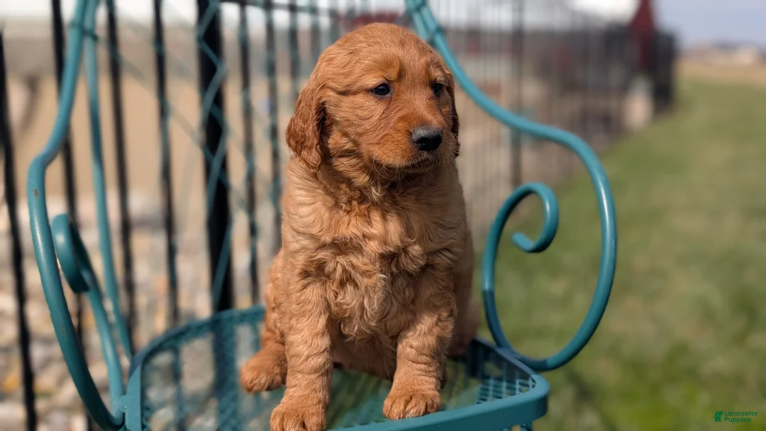 Golden Retriever dogs for sale: Dolly - Ad 2