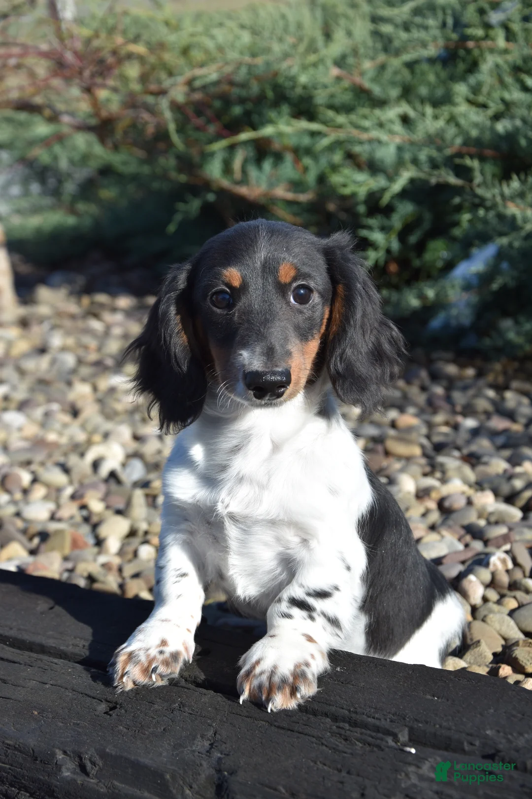 Miniature Dachshund dogs for sale: Slinky - Ad 2