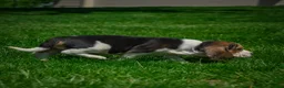 Beagle dogs for sale: Nicky - Ad 6