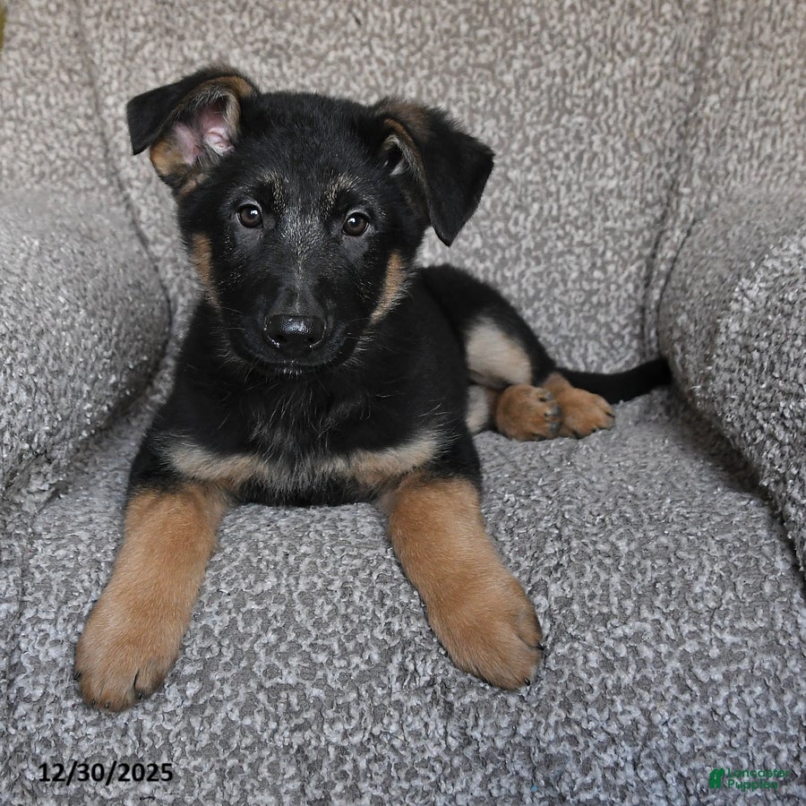 German Shepherd dogs Saber - Ad 34