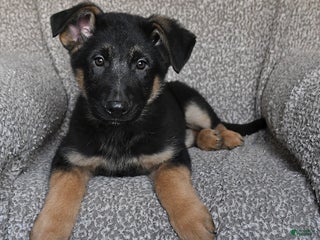 German Shepherd dogs Saber - Ad 34