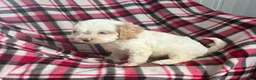 Cavapoo dogs for sale: Trudy Kay-Girl-Cavapoo  - Ad 4