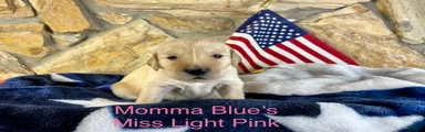 Miss light pink