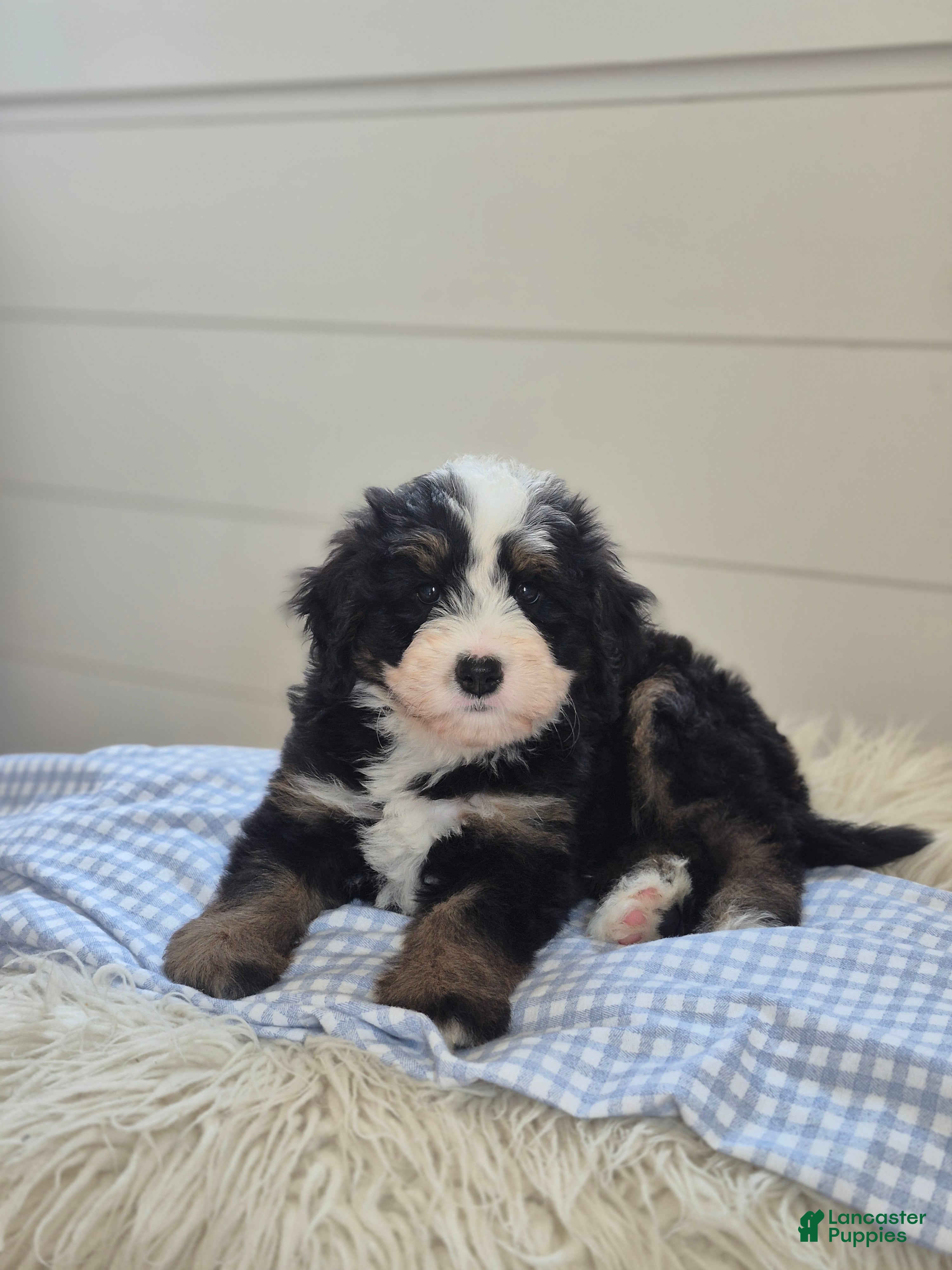 Mini Bernedoodle dogs Clay - Ad 1
