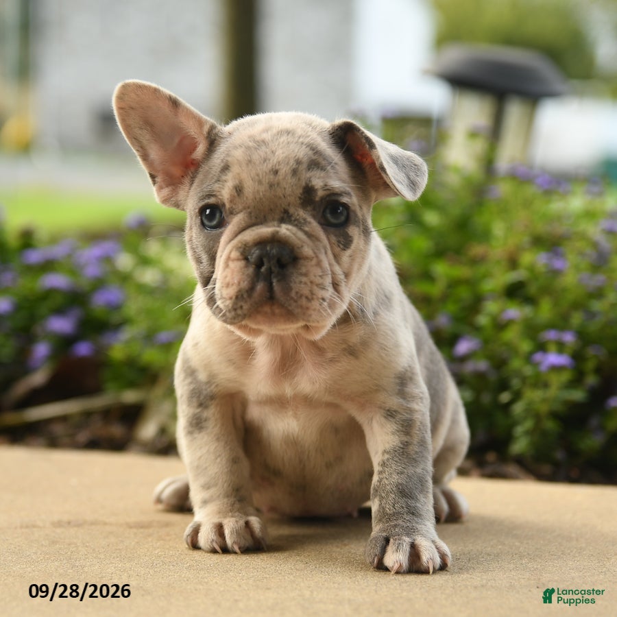 French Bulldog dogs Poppy - Ad 1