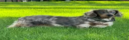 Dachshund dogs for sale: Duke - Ad 6