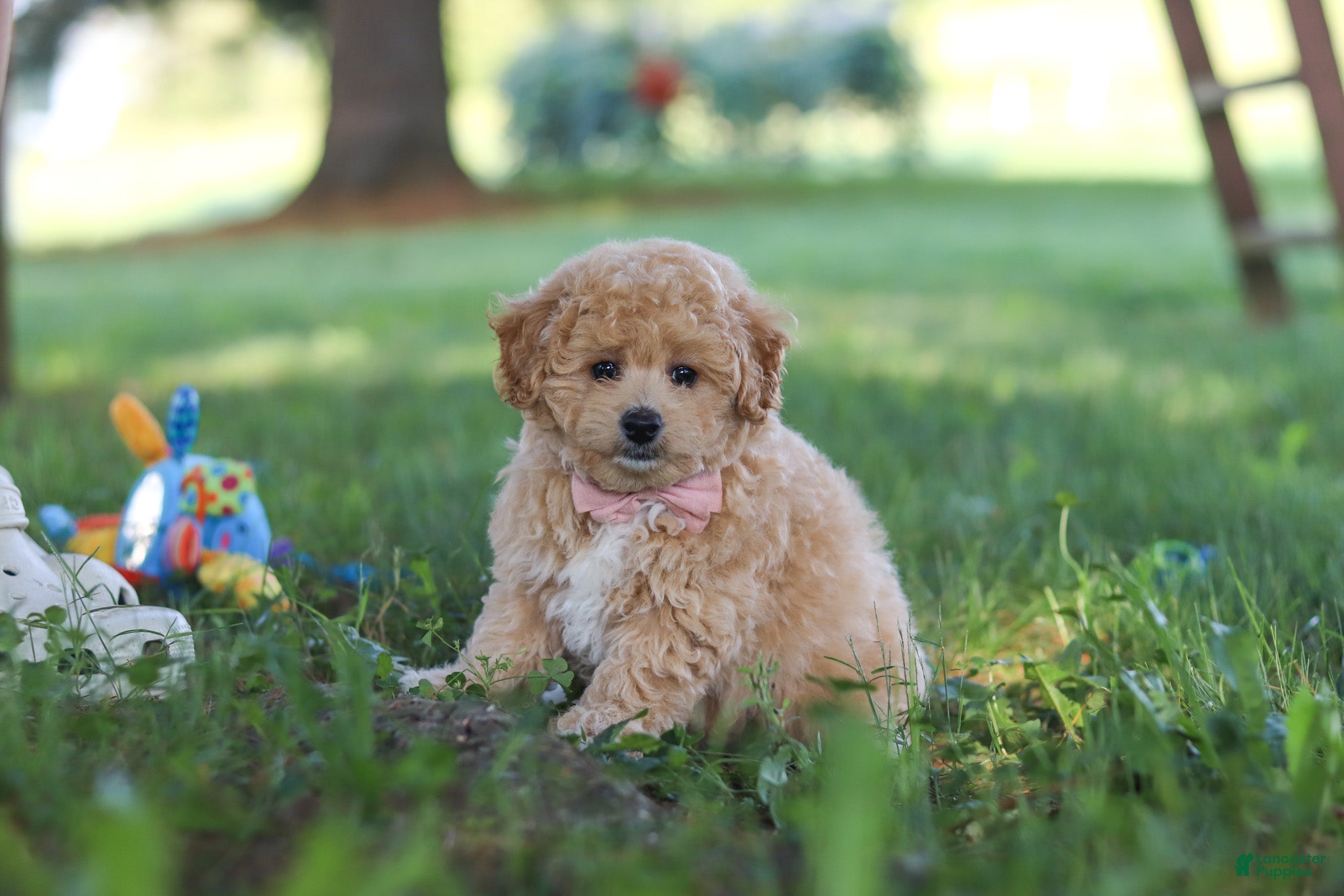 Bichpoo dogs Teddy  - Ad 2