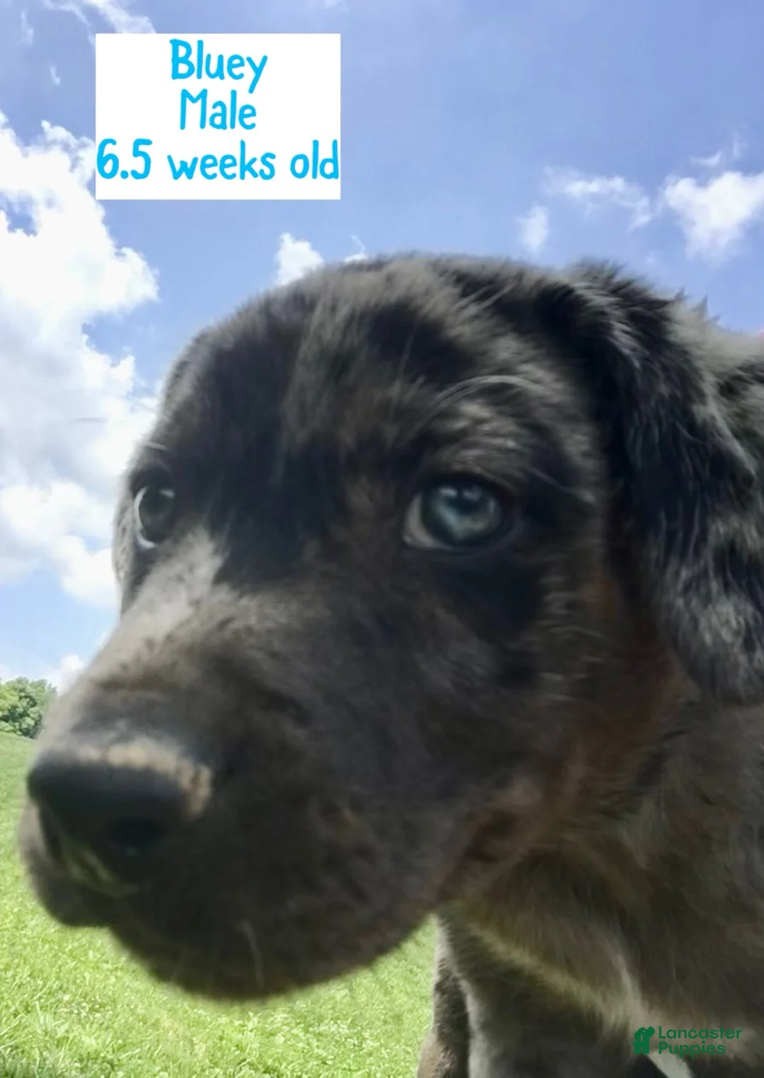 Catahoula Leopard Dog dogs for sale: Bluey, Male - Ad 2