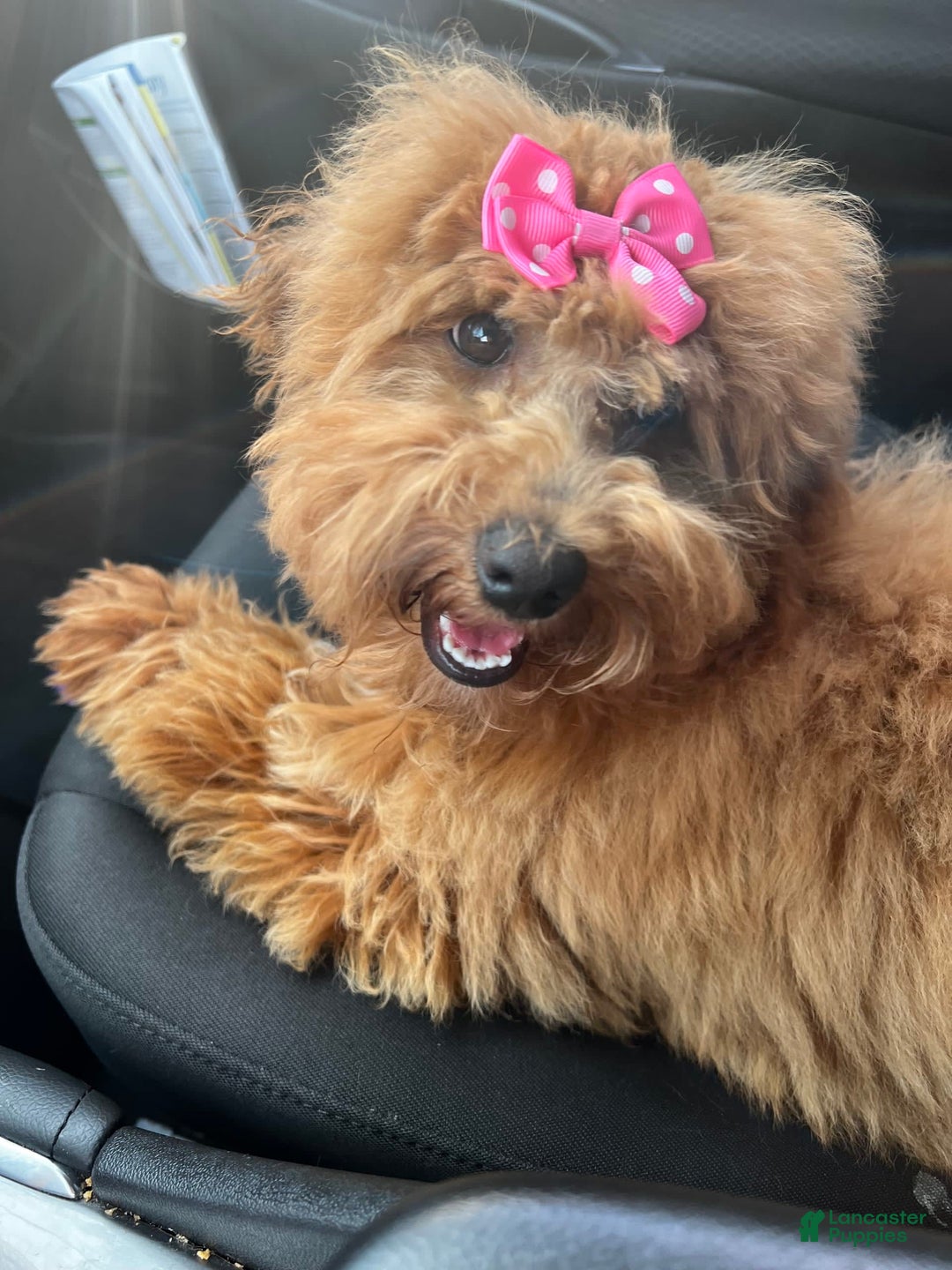 Gallery Image {{count}}