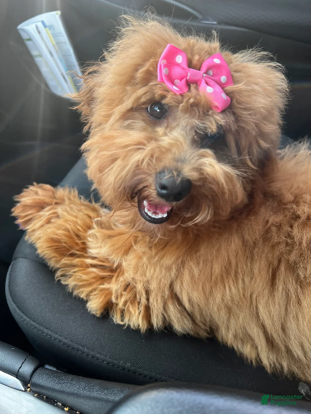 Gallery Image {{count}}