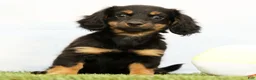 Miniature Dachshund dogs for sale: Nya - Ad 3