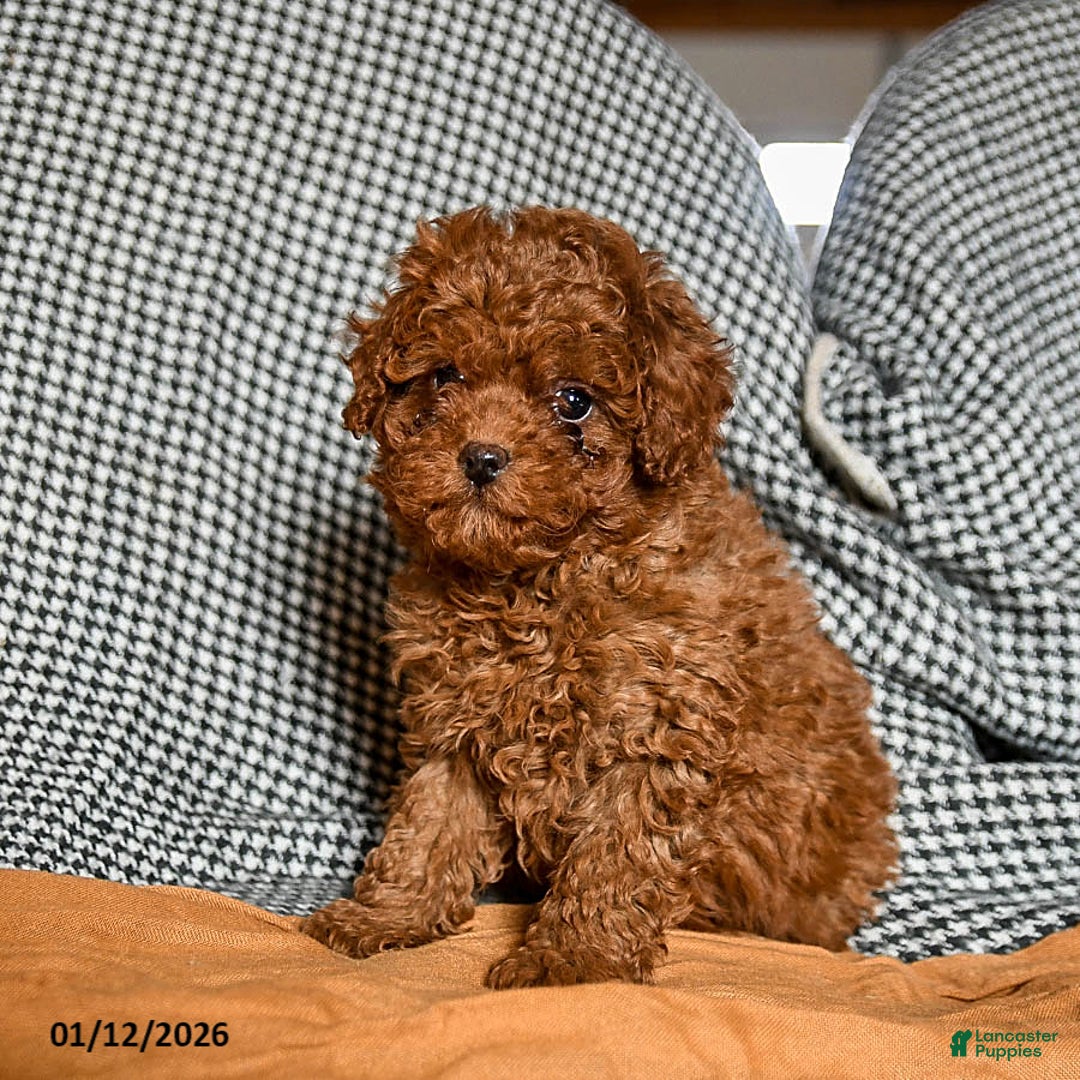 Cavapoo dogs for sale: Cash - Ad 3
