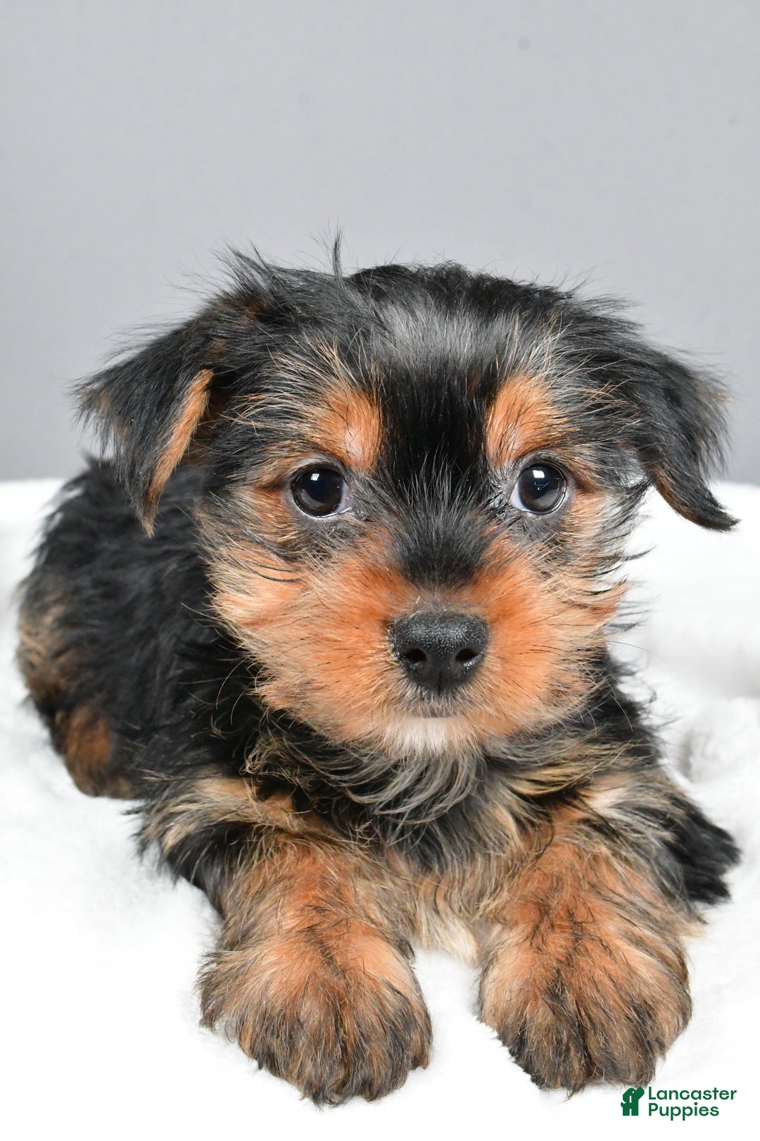 Yorkshire Terrier dogs for sale: Mia - Ad 4