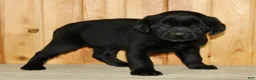 Labrador Retriever dogs for sale: Wilber  - Ad 6