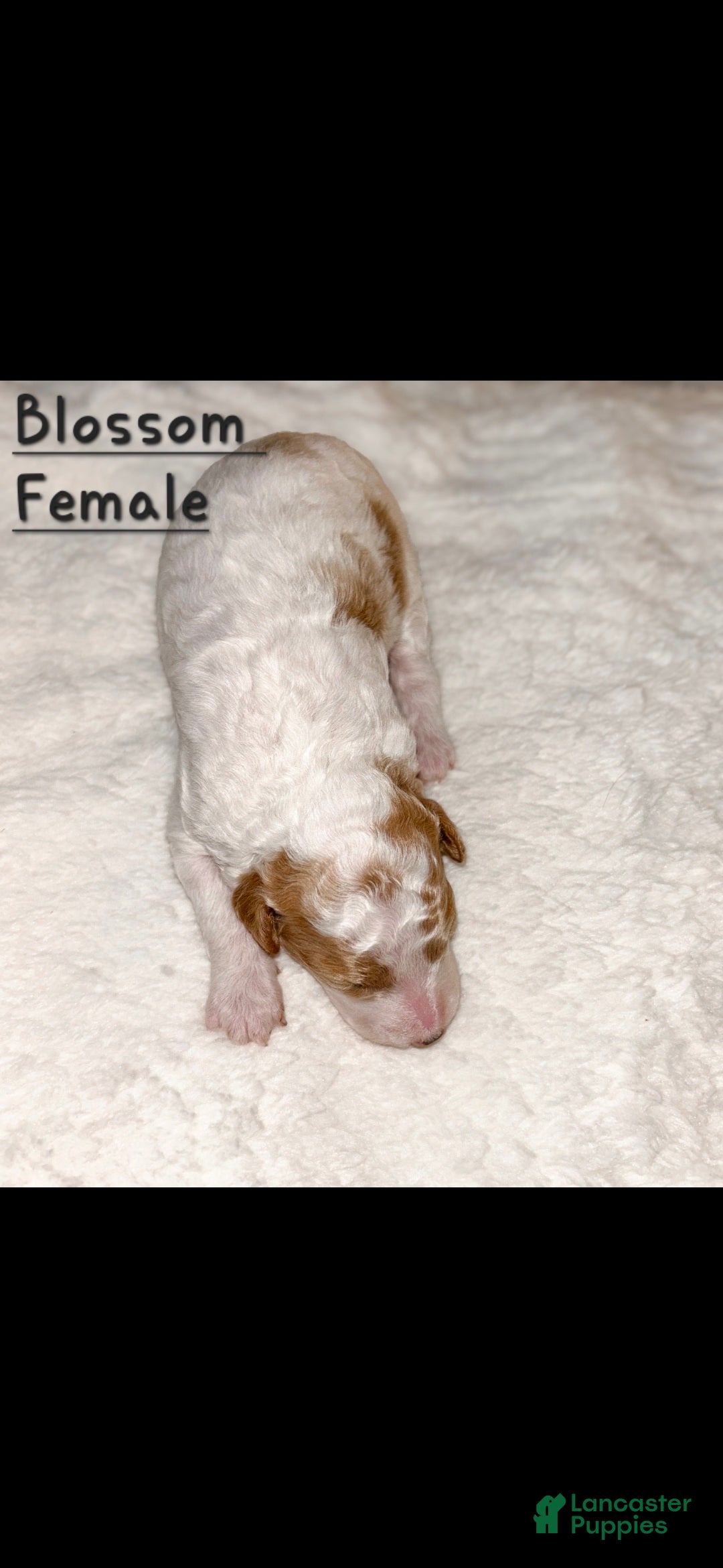 Mini Goldendoodle dogs for sale: Blossom - Ad 8