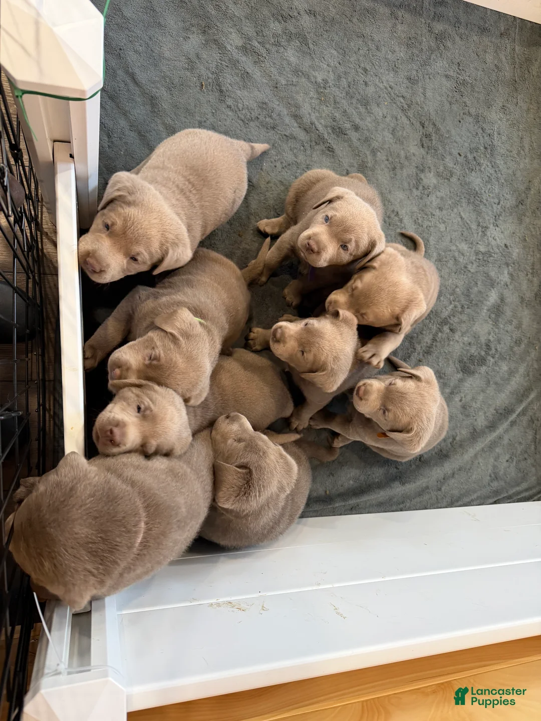 Labrador Retriever dogs for sale: Labrador Retriever Puppy 7 - Ad 1
