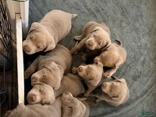 Labrador Retriever dogs Labrador Retriever Puppy 7 - Ad 2