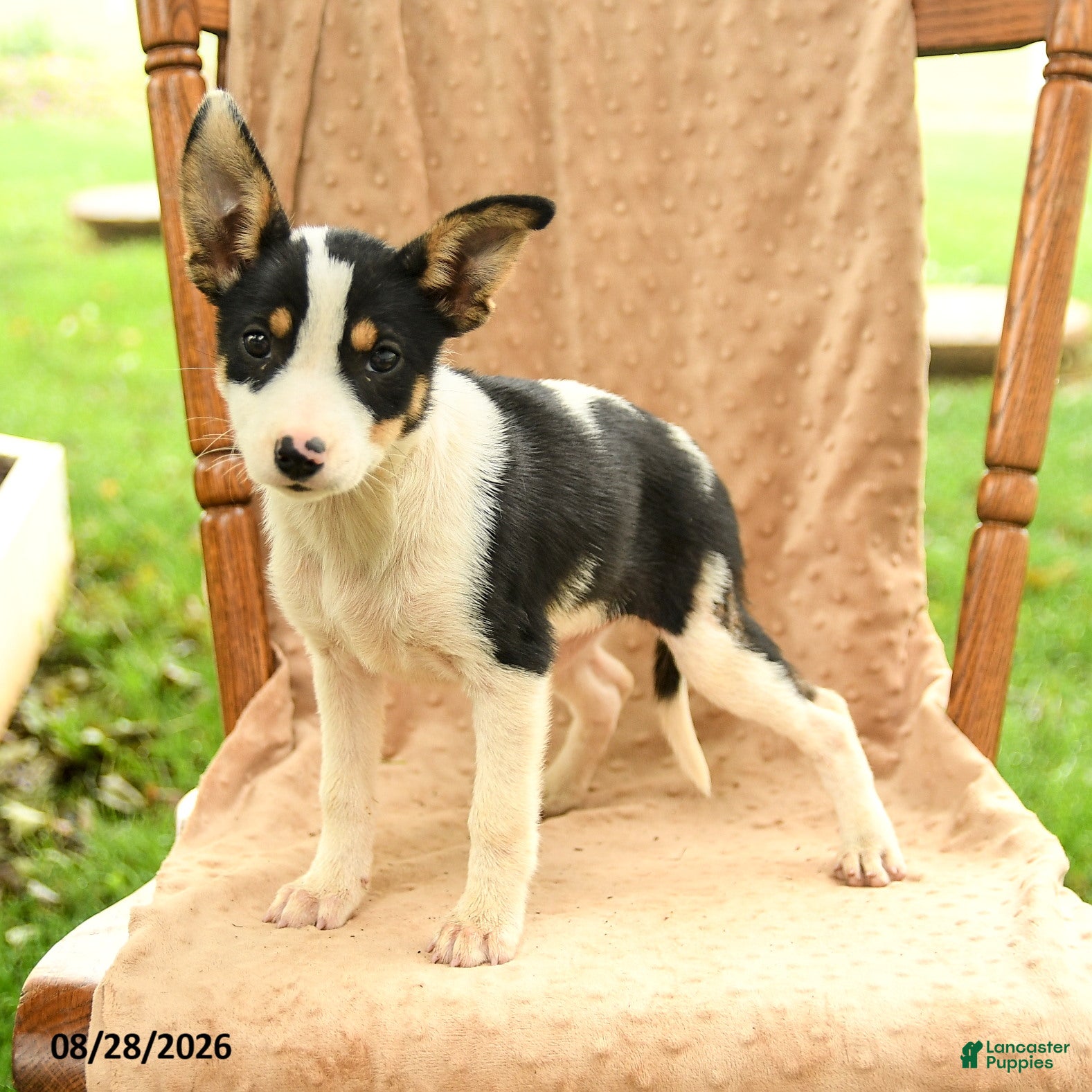 Mixed Breed dogs Flora - Ad 1