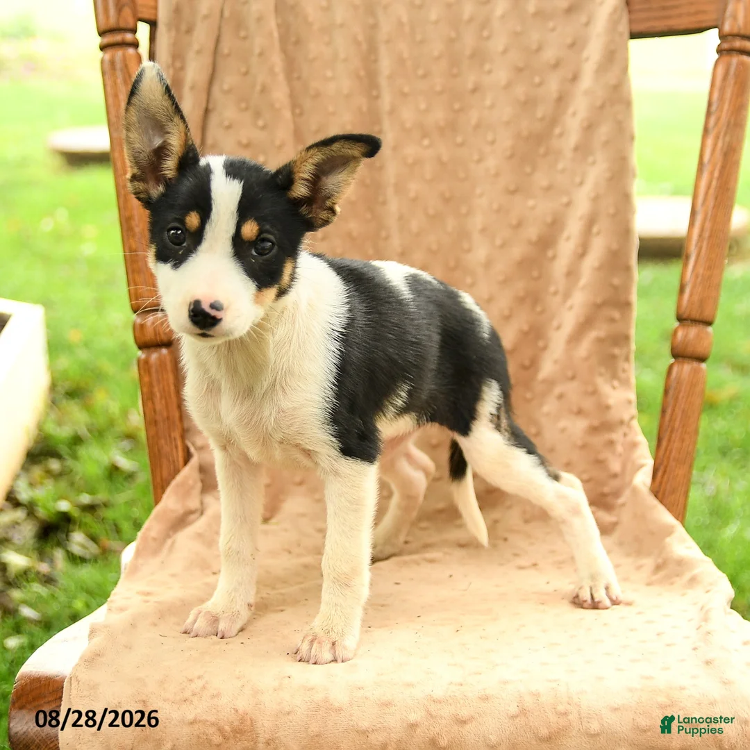 Mixed Breed dogs for sale: Flora - Ad 1