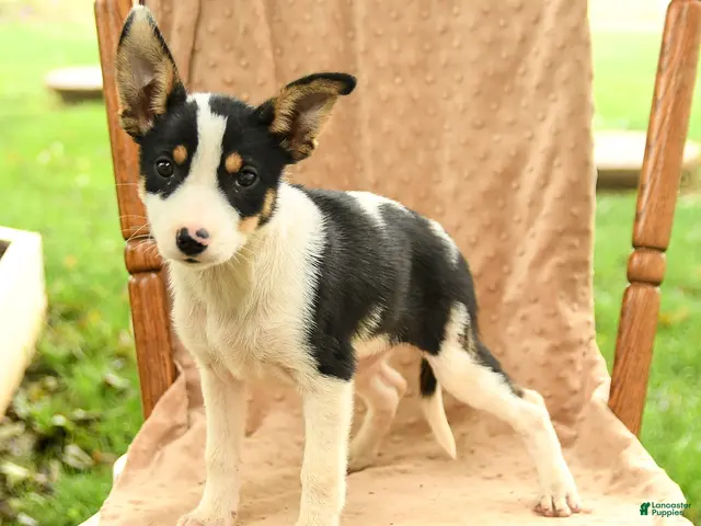 Mixed Breed dogs for sale: Flora - Ad 1