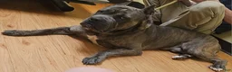 Cane Corso dogs for sale: Cane Corso Puppy 2 - Ad 4