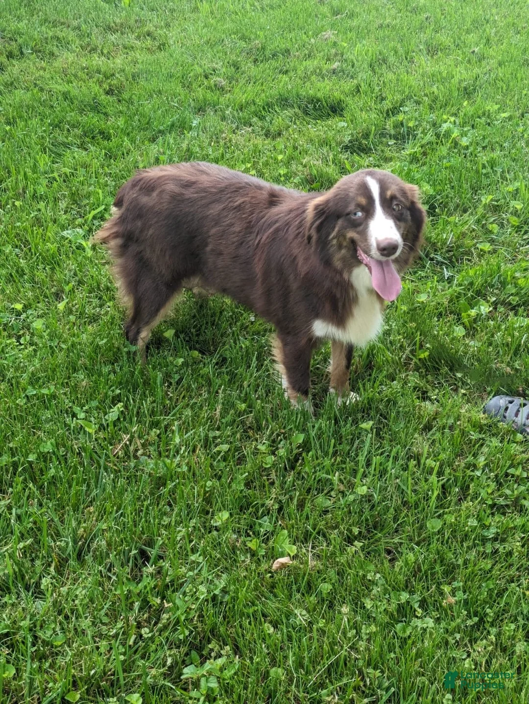 Miniature Australian Shepherd dogs for sale: Daisy - Ad 9