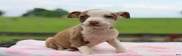 Mixed Breed dogs for sale: Boston Chi 3  - Ad 2