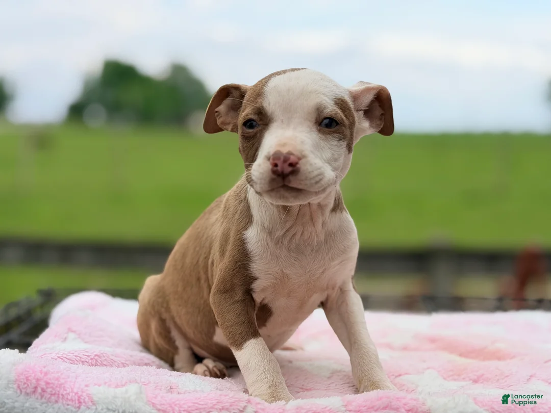Mixed Breed dogs for sale: Boston Chi 3  - Ad 2