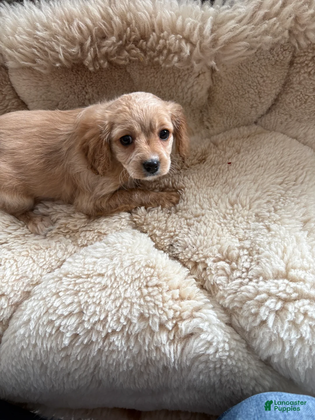 Cavachon dogs for sale: Cavachon Puppy 5 - Ad 1