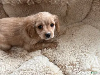 Cavachon dogs Cavachon Puppy 5 - Ad 28