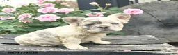 French Bulldog dogs for sale: Sunny  - Ad 5
