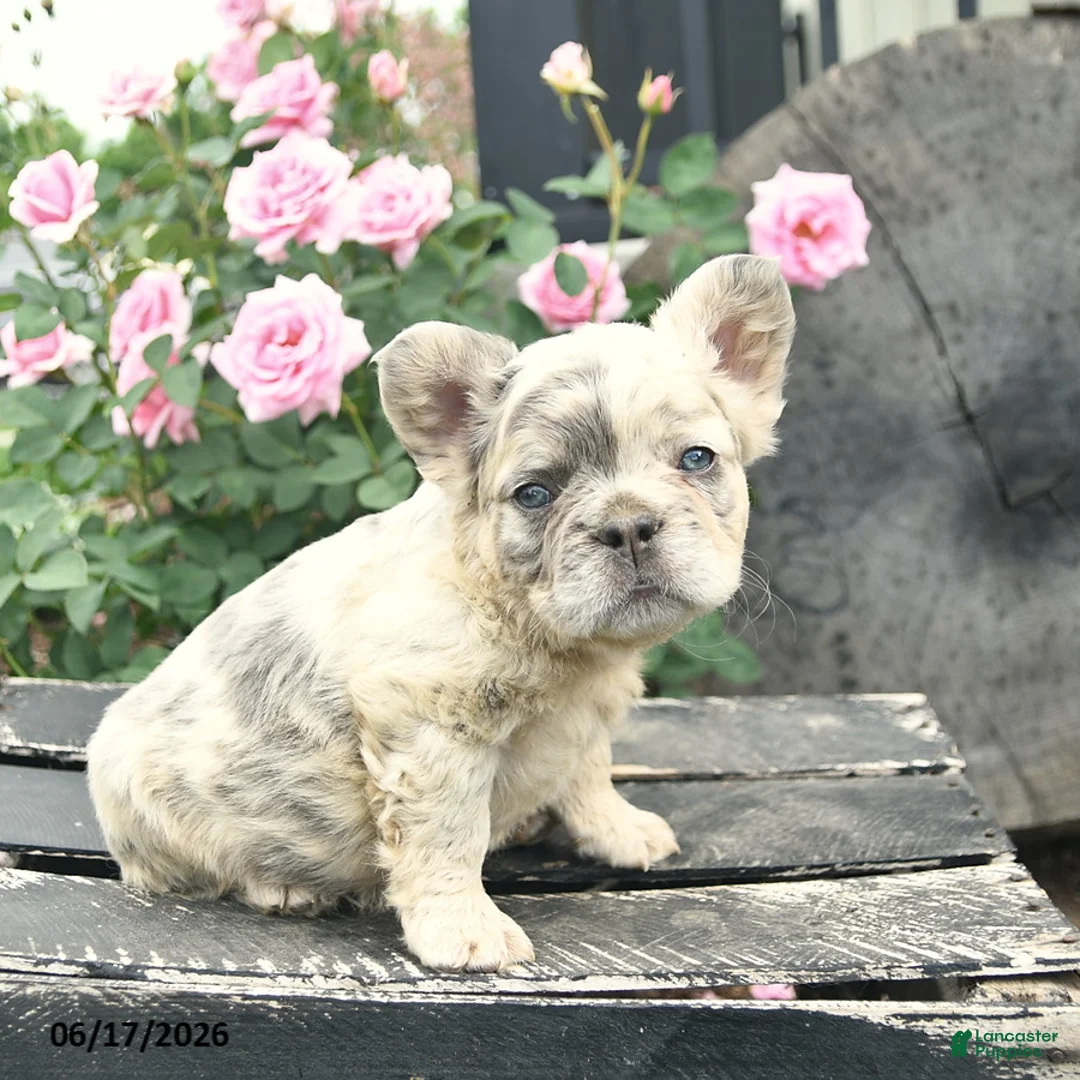 French Bulldog dogs for sale: Sunny  - Ad 5