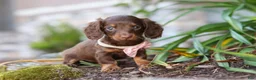Miniature Dachshund dogs for sale: Stella - Ad 1