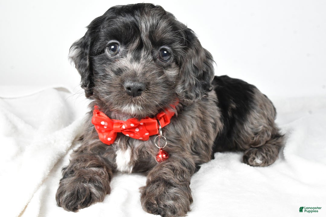 Cockapoo dogs for sale: Austin - Ad 2