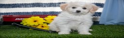 Mini Aussiedoodle dogs for sale: Pooch - Ad 1